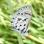 Black-bordered babul blue